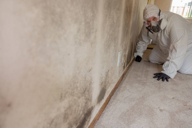 Trusted Weweantic, MA Mold Removal Experts